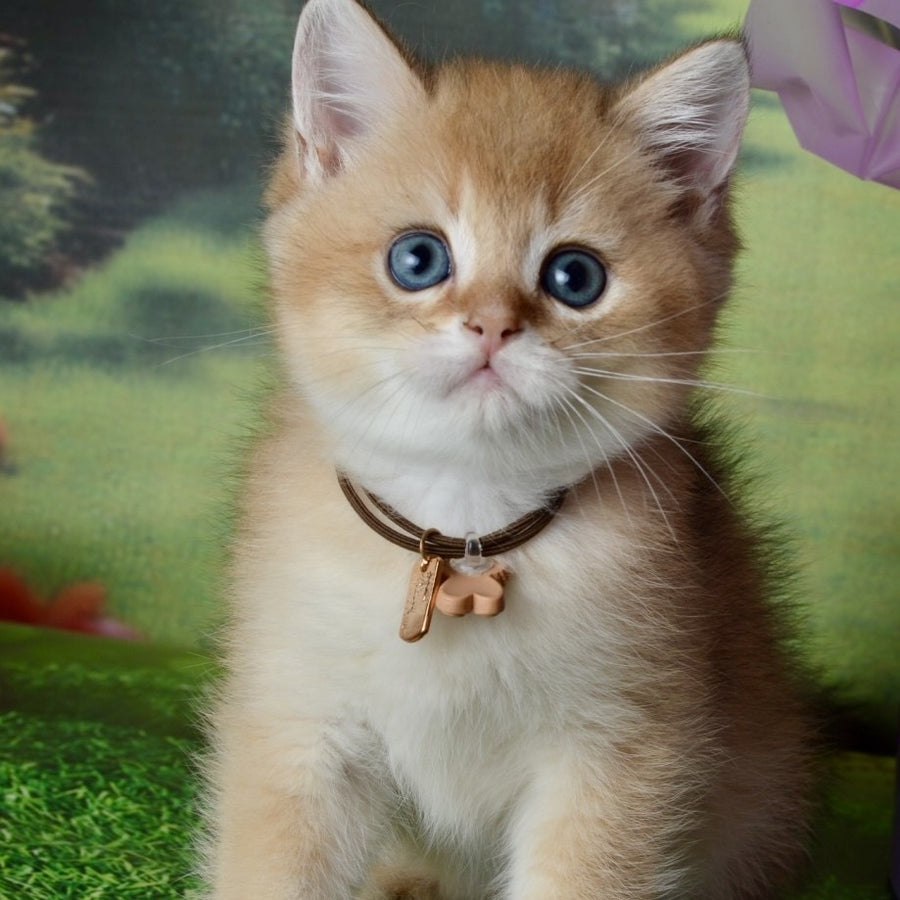 Uinston British Shorthair male, black golden shaded