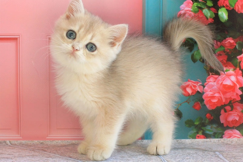 Leaf British Shorthair male, blue golden shaded