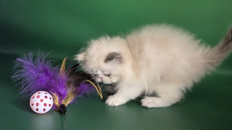 Nelli Persian female, blue tortie pointed bicolour