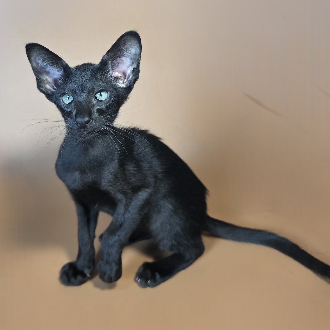 Lupin Siamese male, black