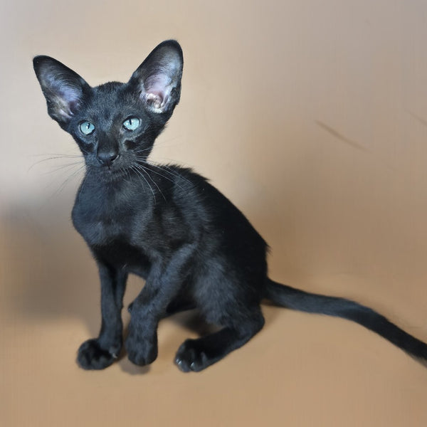 Lupin Siamese male, black