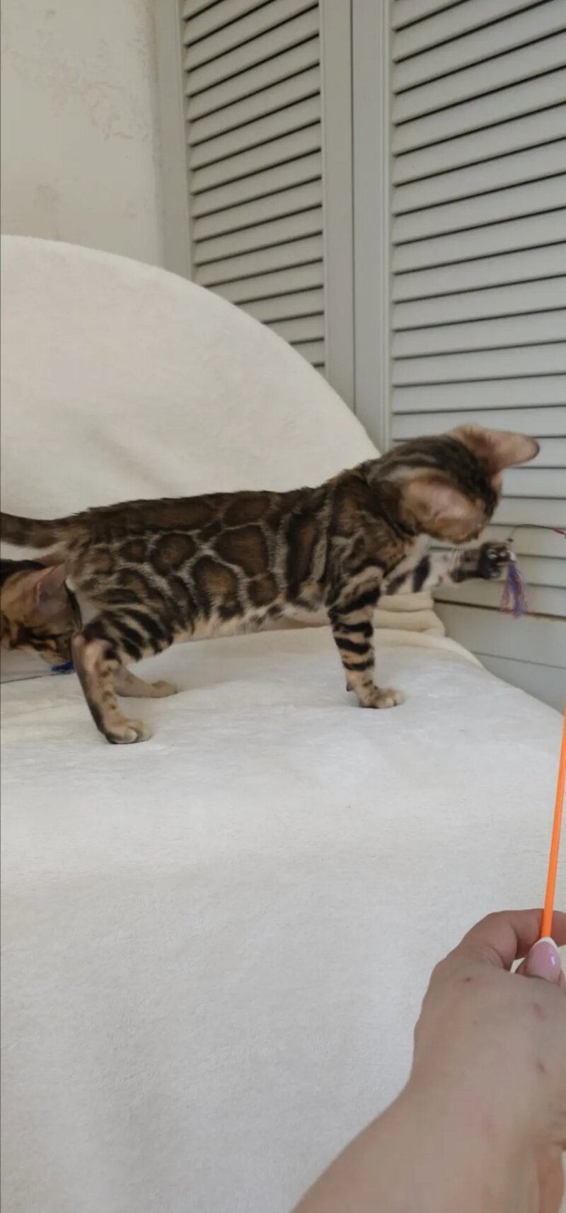 Тash Bengal male black spotted tabby - live animals