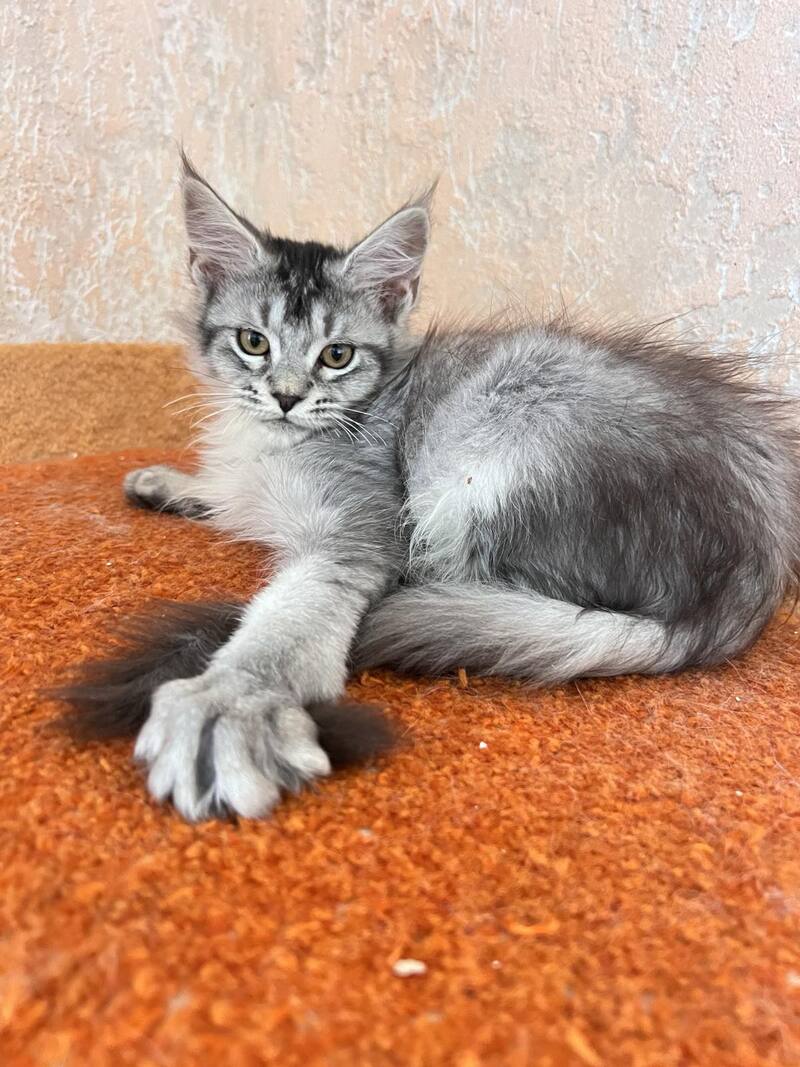 Zabrina Maine Coon female, black silver ticked tabby