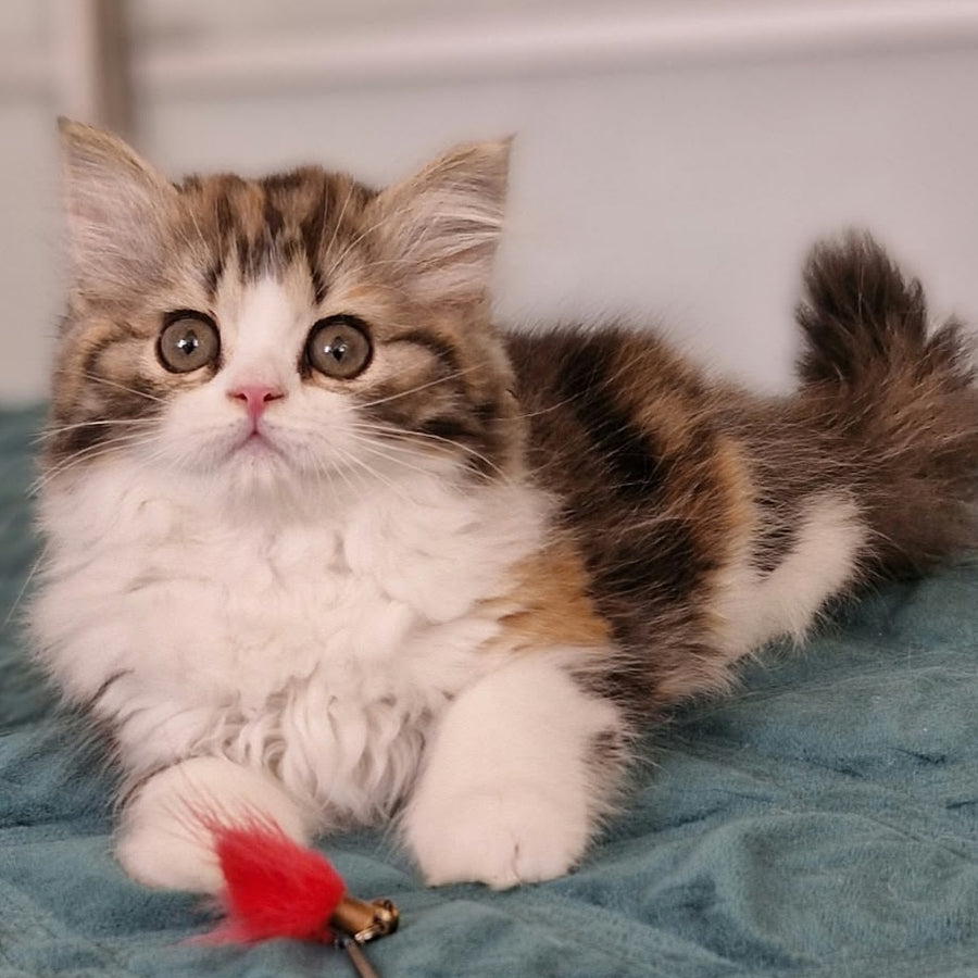 Оgirl Scottish Straight female, black tortie tabby bicolour