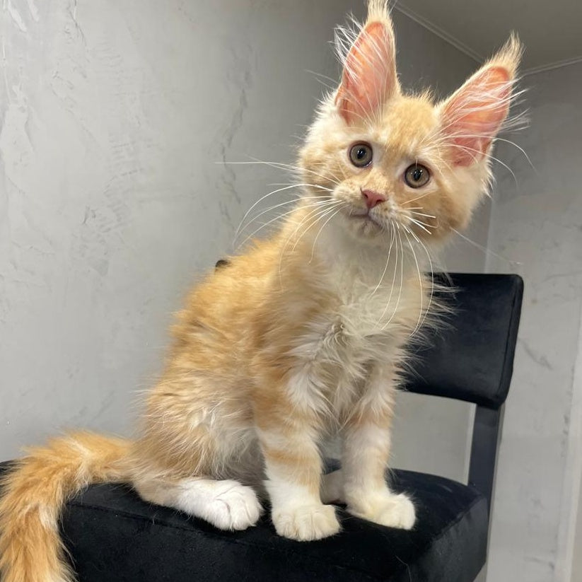 Nikita Maine Coon male, red silver with white