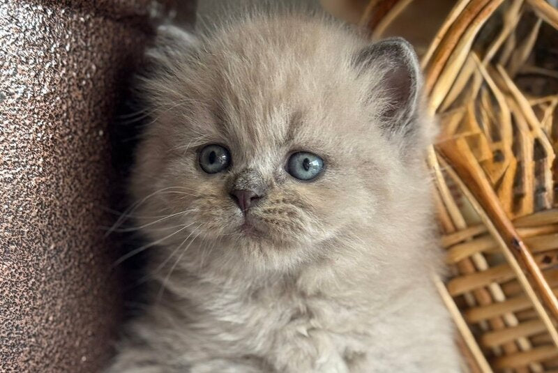 Timur Scottish Straight male, blue pointed
