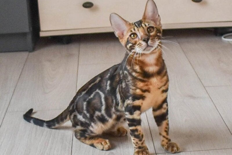 Wolt Bengal male black spotted tabby - live animals