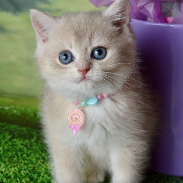 Una British Shorthair female, blue golden shaded