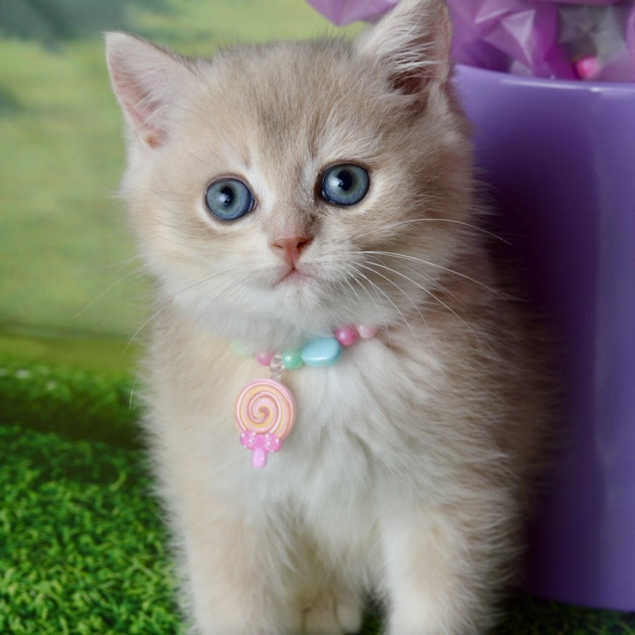 Una British Shorthair female, blue golden shaded