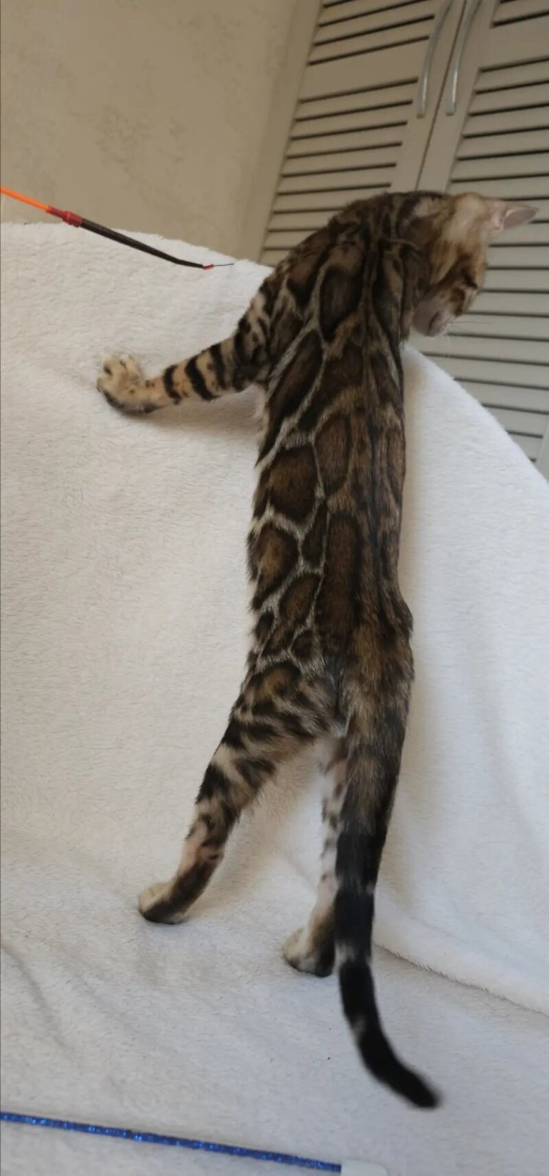 Тash Bengal male black spotted tabby - live animals