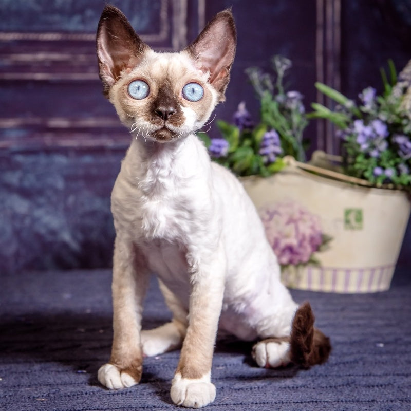 Iriska Devon Rex female, chocolate bicolour pointed