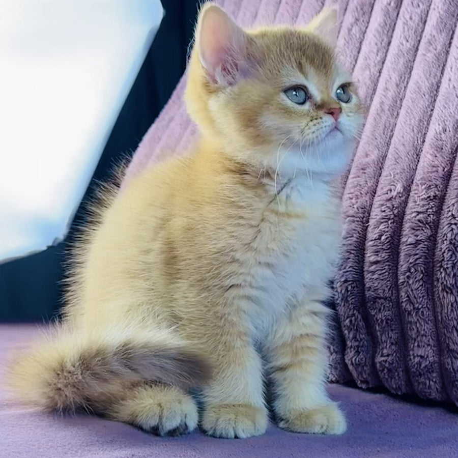 Golden Rose British Shorthair female, cinnamon golden shaded