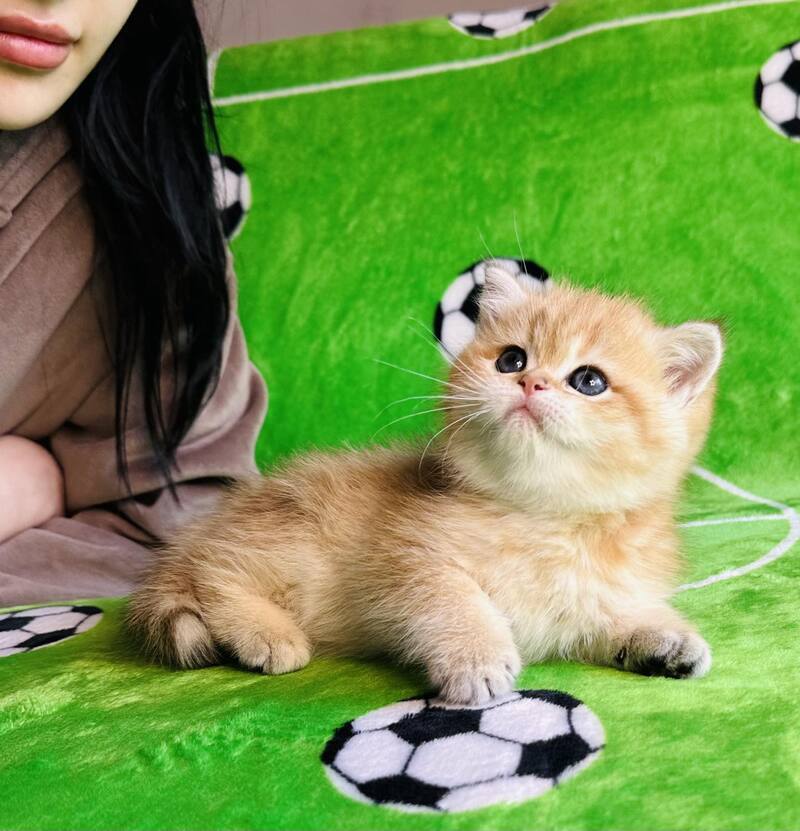 Cosmos British Shorthair male black golden spotted tabby - live animals