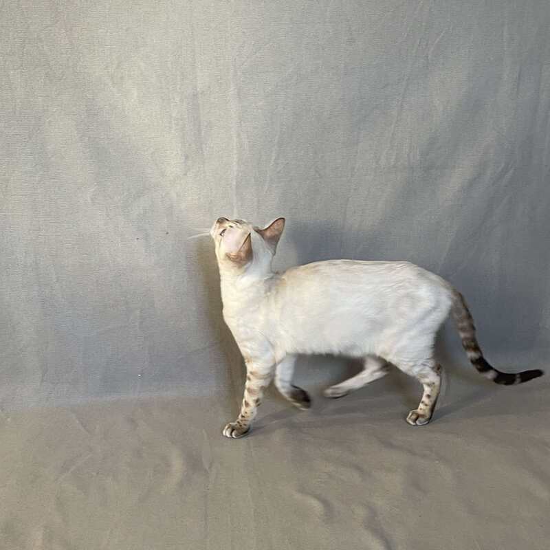 Jelly Bengal female, black spotted tabby pointed
