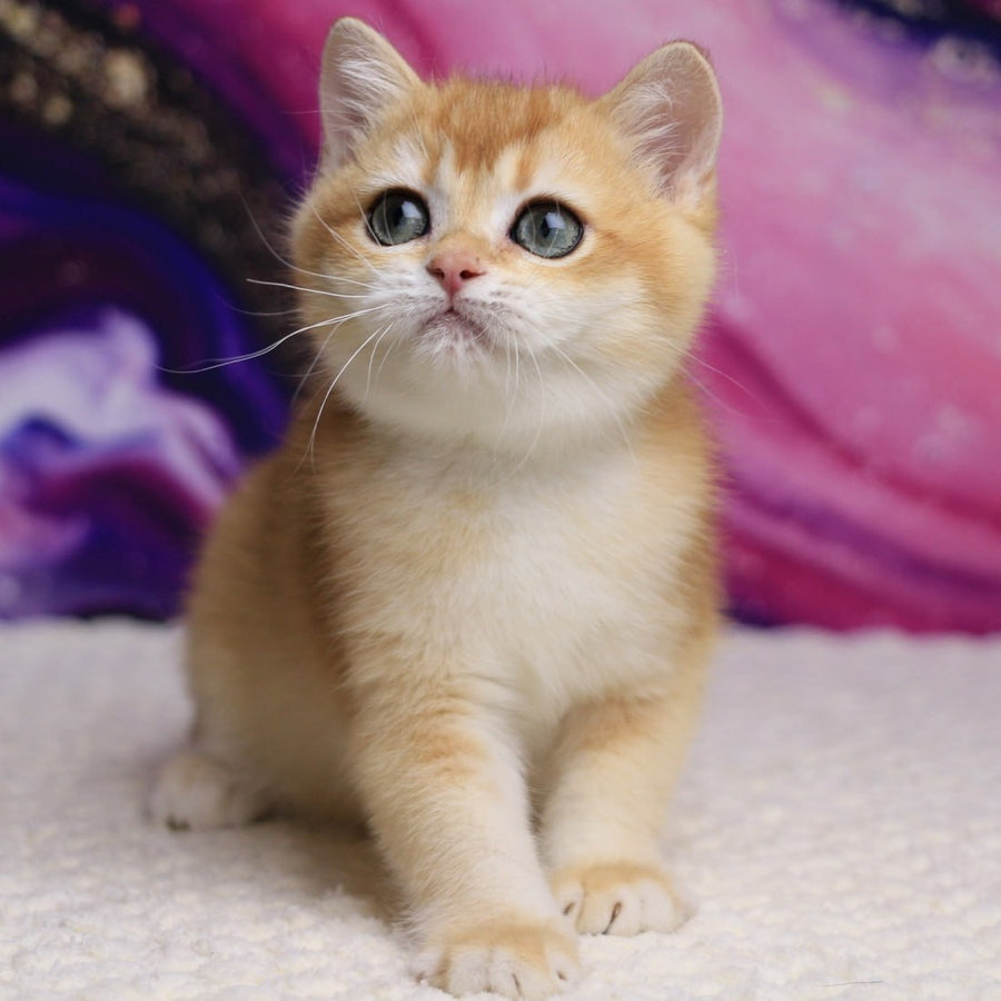 Unicum British Shorthair male, black golden chinchilla