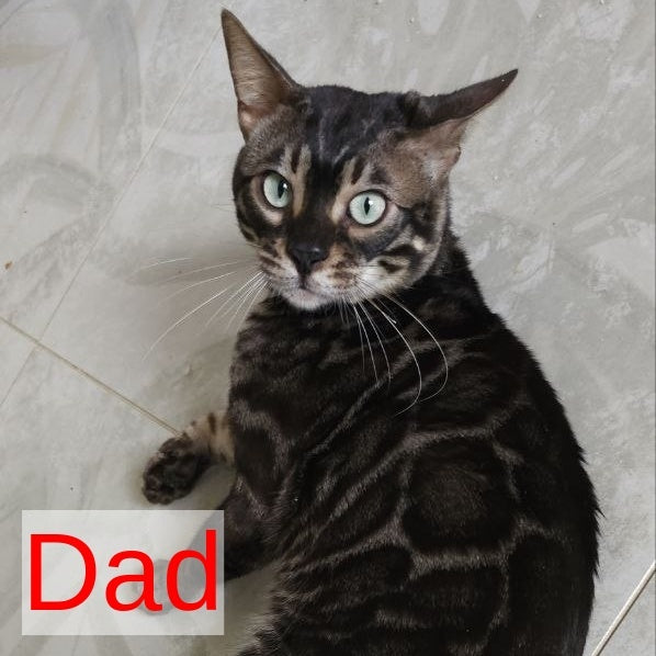 Nutela Bengal female, black pointed spotted tabby