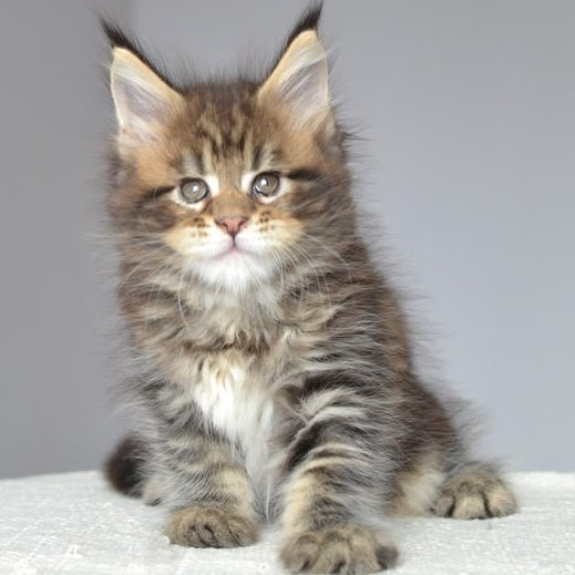 Jemma Maine Coon female, black tabby