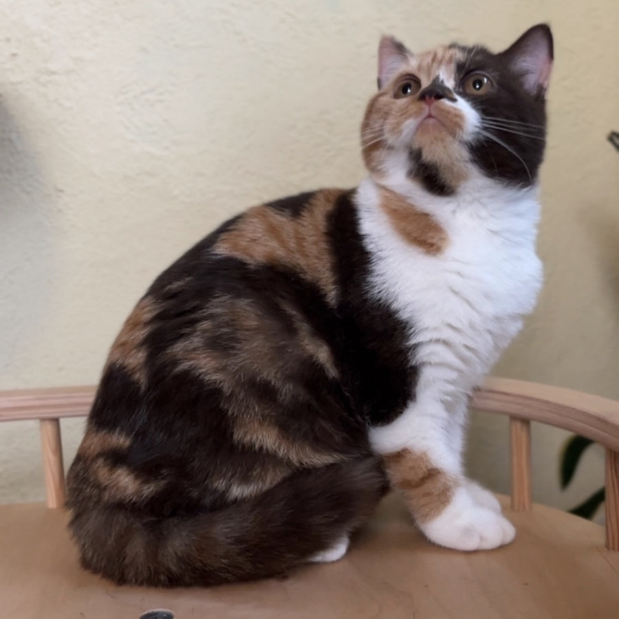 Dream British Shorthair female, chocolate tortie bicolour