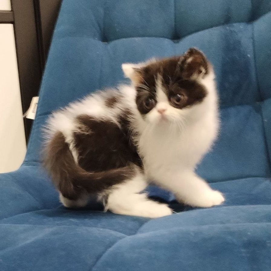 Cherutti Exotic male, black bicolour