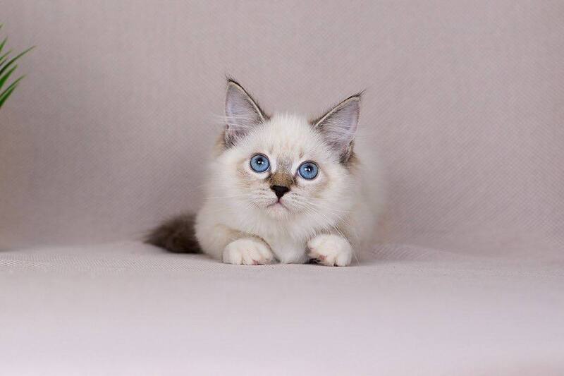 Galaxy Siberian female blue with white tabby pointed - live animals