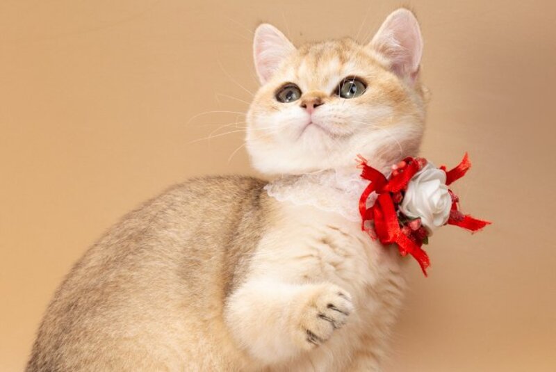 Sophie British Shorthair female, black golden shaded