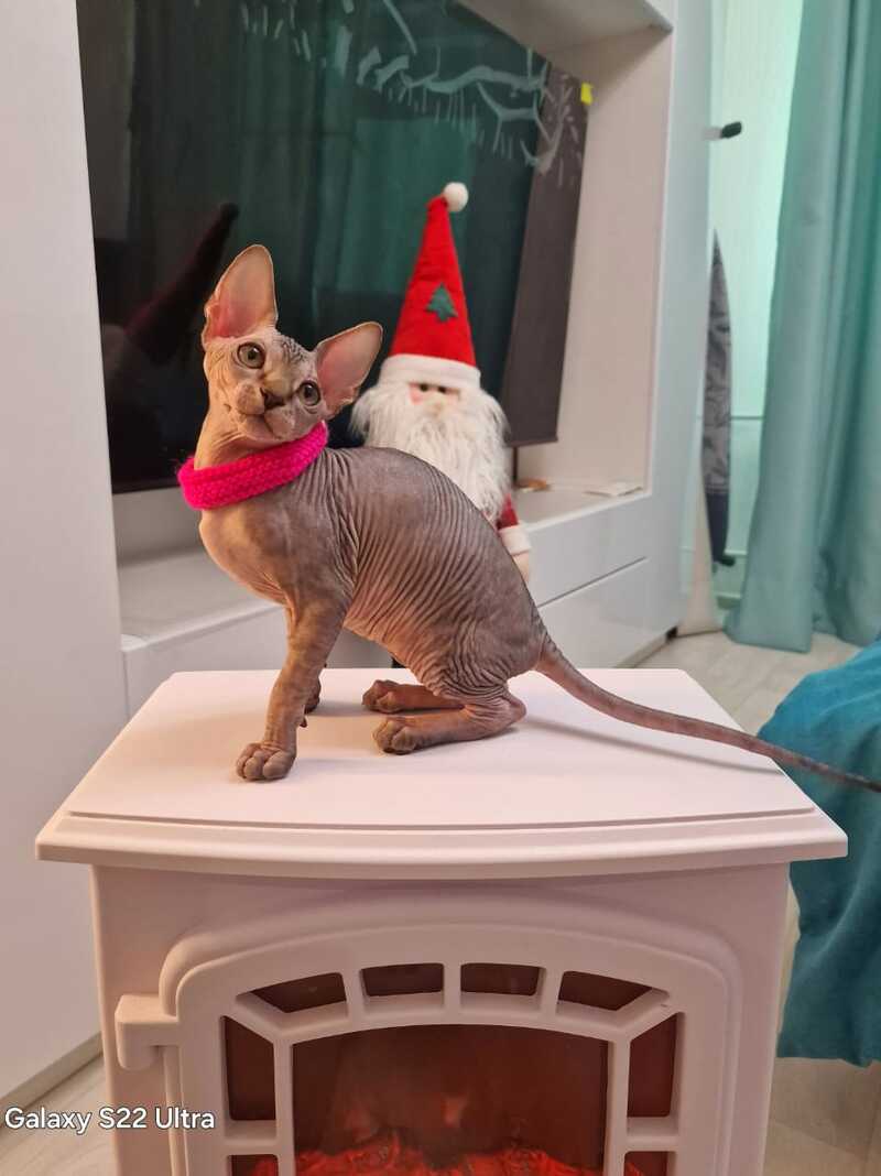 Dakota Canadian Sphynx female black tabby - live animals