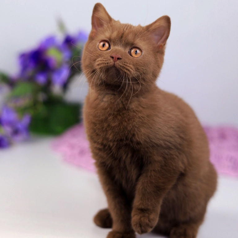 Kira British Shorthair female, cinnamon