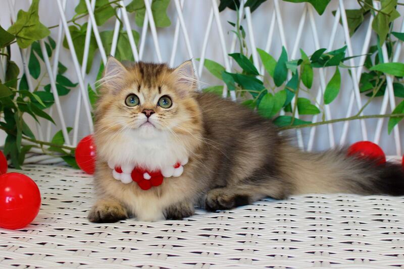 Carmen Munchkin female, chocolate golden ticked tabby