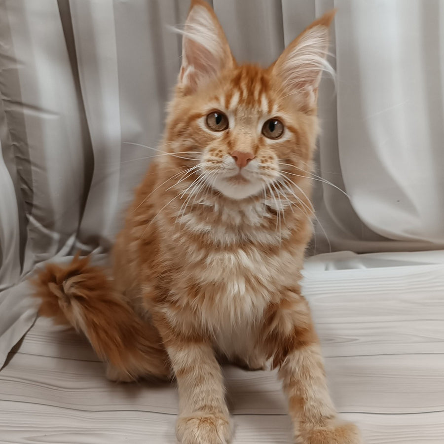 Peter Maine Coon male, red tabby