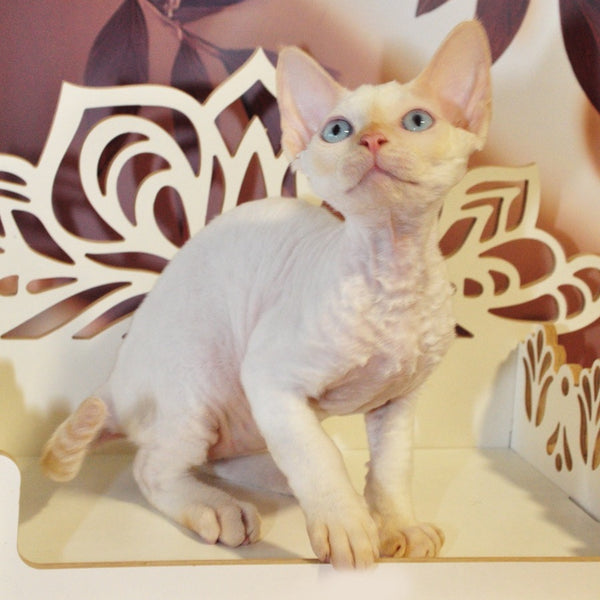 Armaf Devon Rex male, red pointed