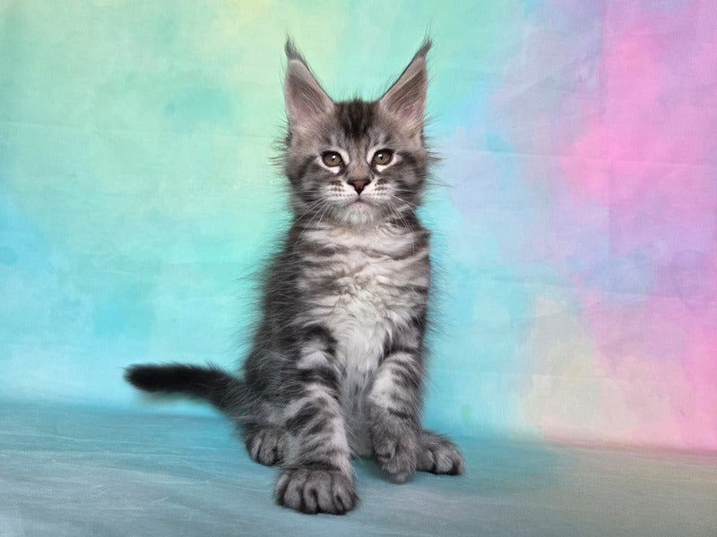 Quail Maine Coon male, black silver tabby