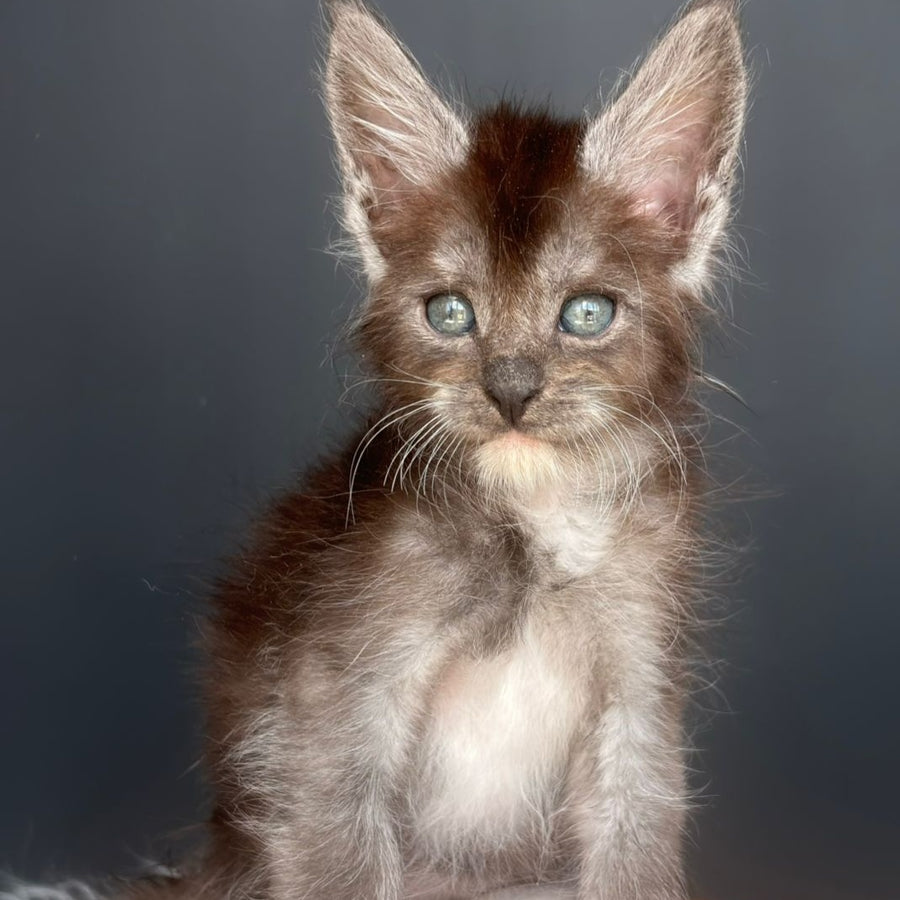 Fox Maine Coon male, black silver bicolour
