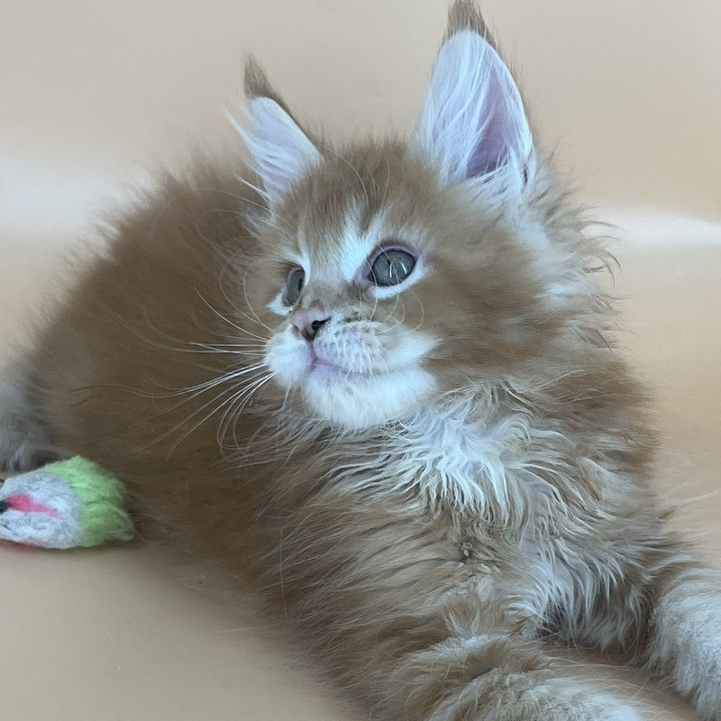 Brahms Maine Coon male, red tabby