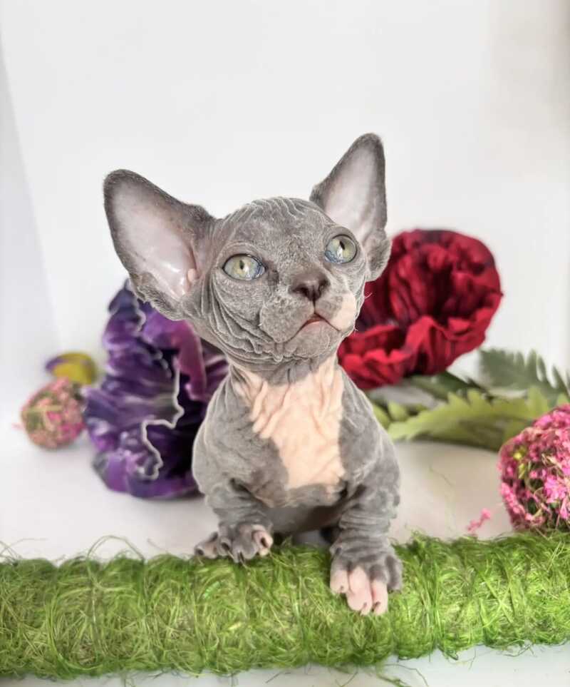 Barni Bambino male blue bicolour - live animals