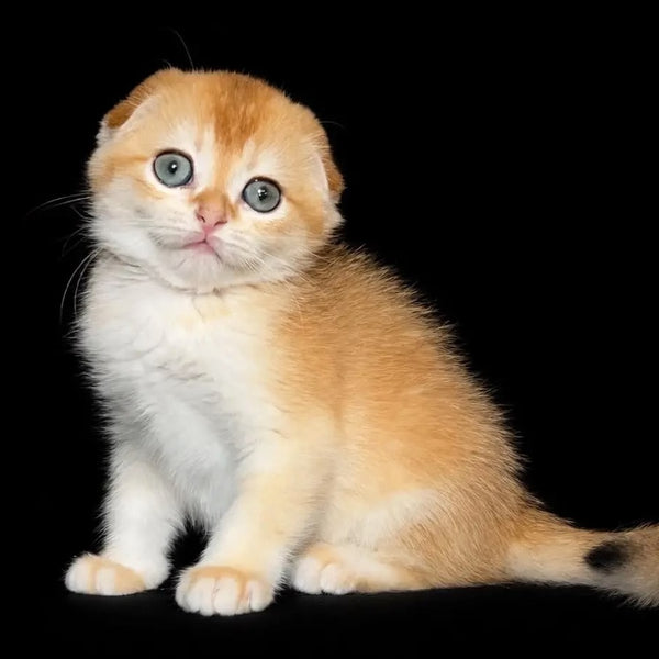 Nikson Scottish Fold male, black golden chinchilla
