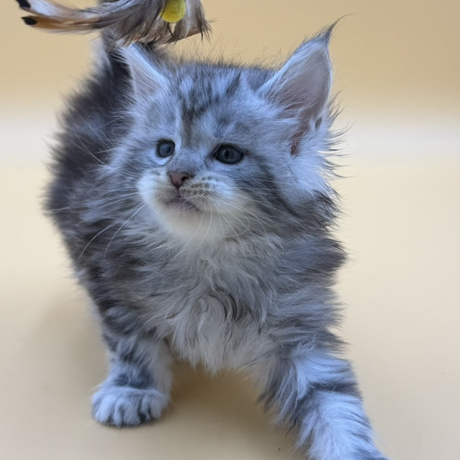 Hilton Maine Coon male, black silver tabby