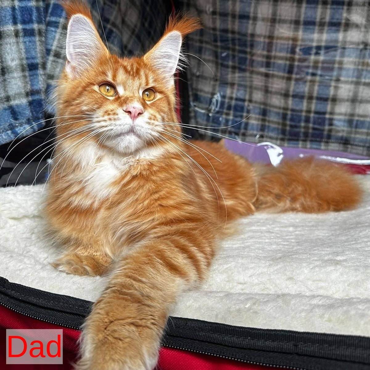 Rafinad Maine Coon male, cream tabby