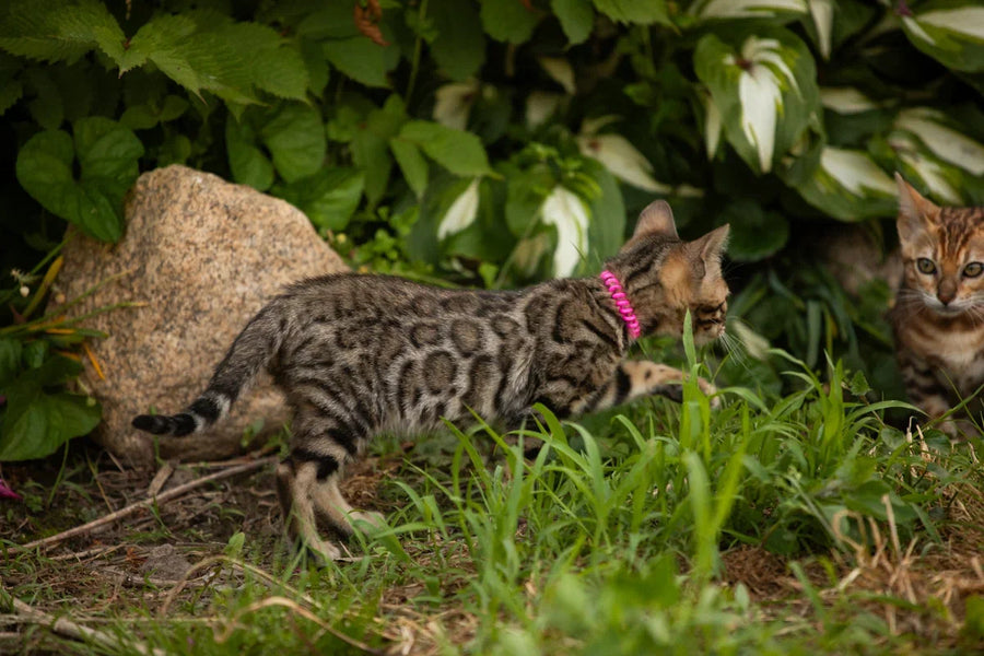 Dixie Bengal female black spotted tabby - live animals