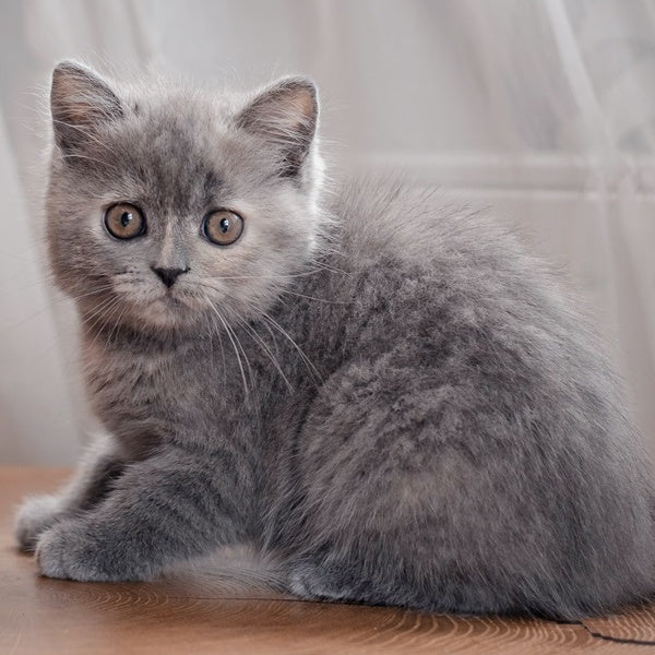 Aiza British Shorthair female, blue tortie