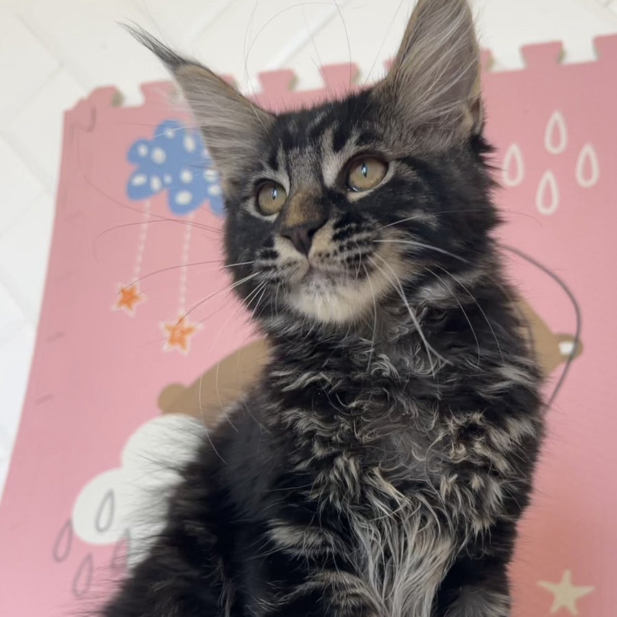 Bourbon Maine Coon male, black tabby