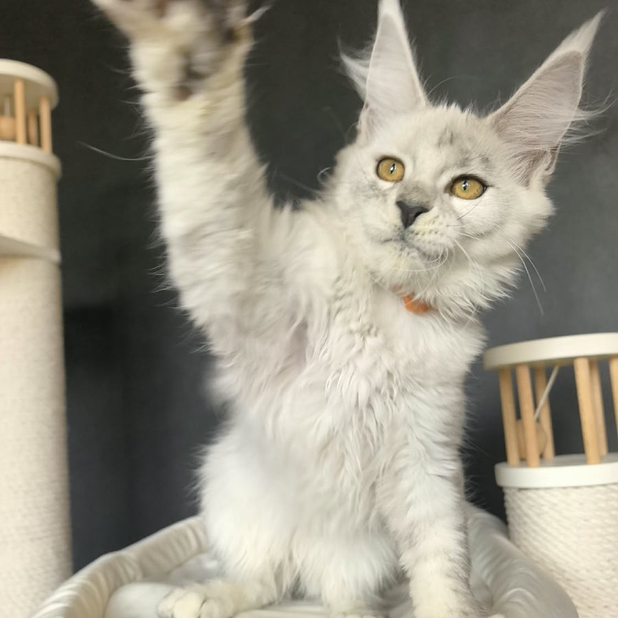 Williana Maine Coon female, black silver tabby