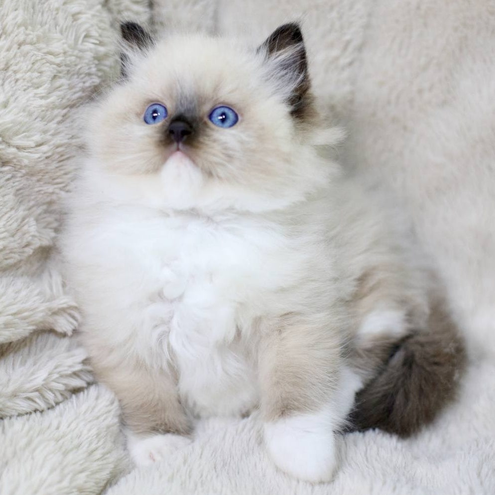 Kingston Ragdoll male, black mitted