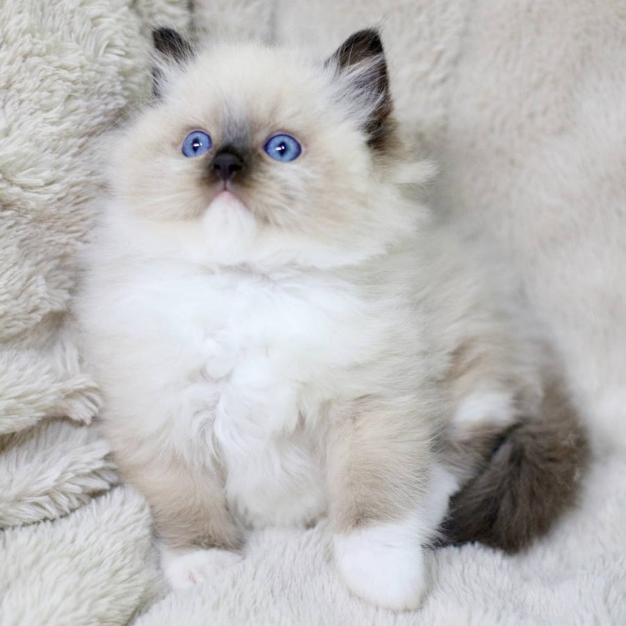 Kingston Ragdoll male, black mitted