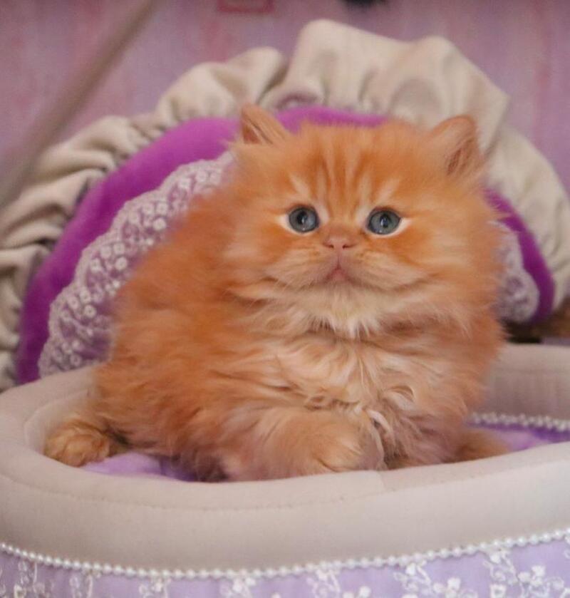 Bow British Longhair male red live animals