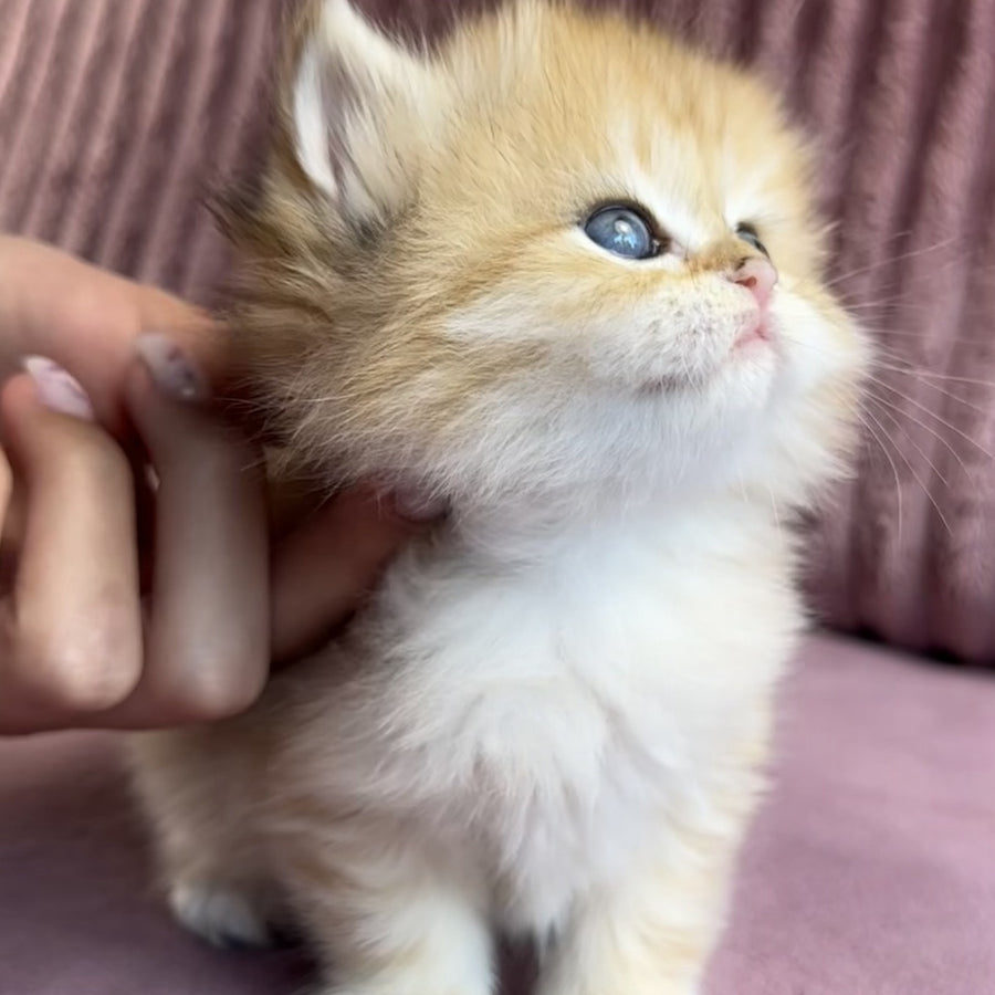 Jasmine British Longhair female, black golden spotted tabby