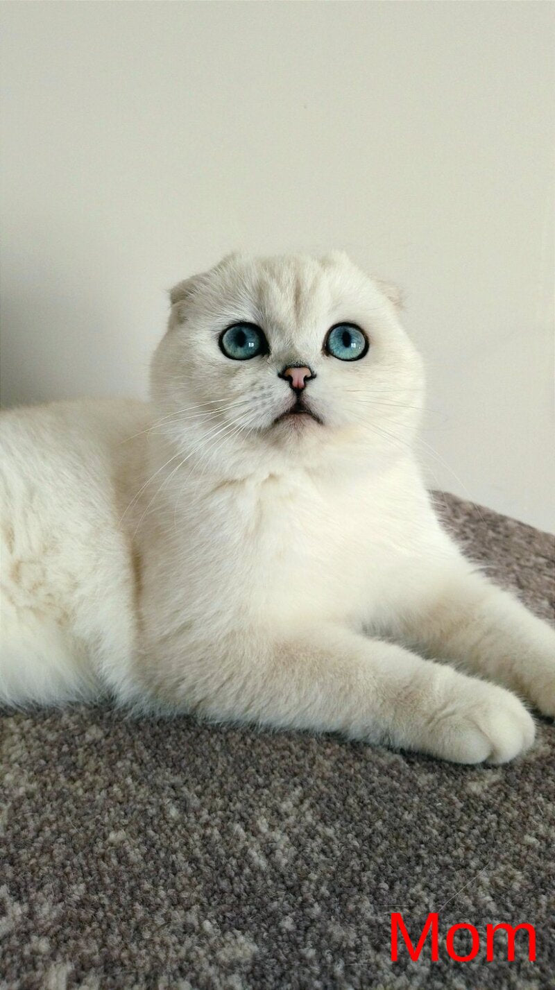 Bon-Bon Scottish Straight male, blue silver shaded pointed