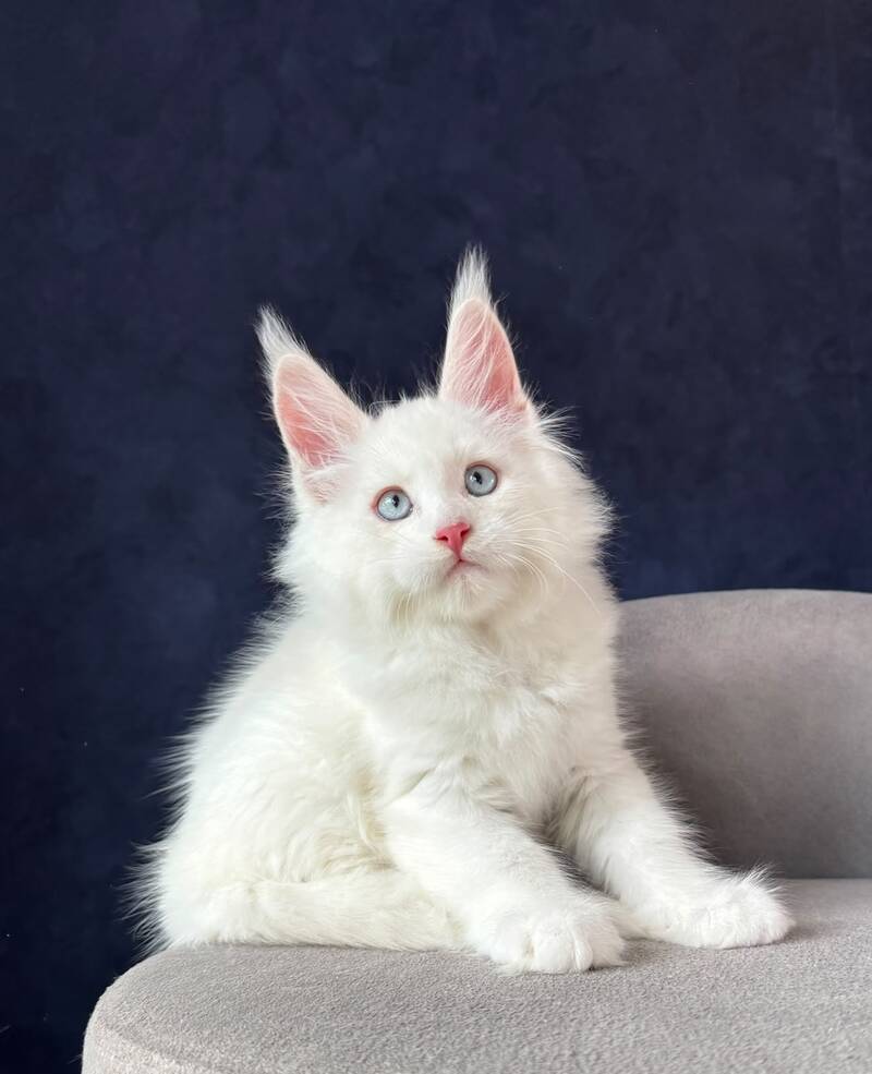 Gambler Maine Coon male, red silver chinchilla with white