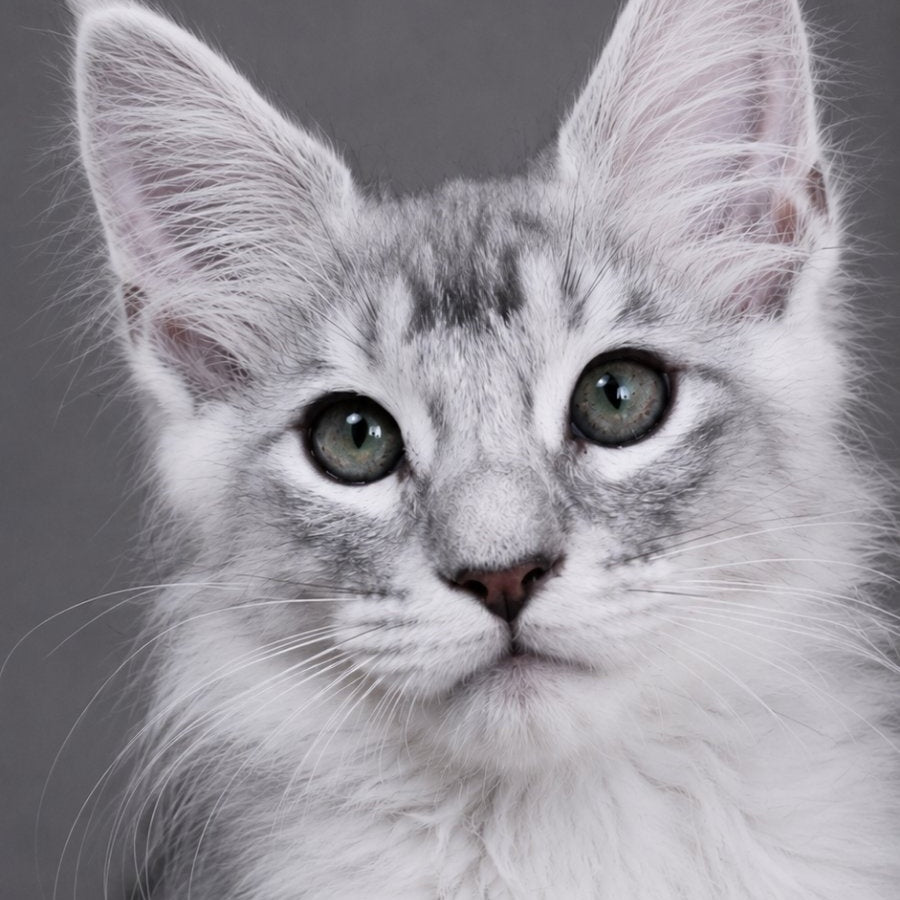 Teddy Bear, Maine Coon male, blue silver tabby