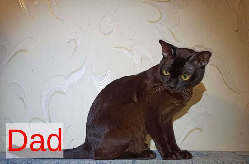 Ruby Dol Burmese female lilac tortie - live animals