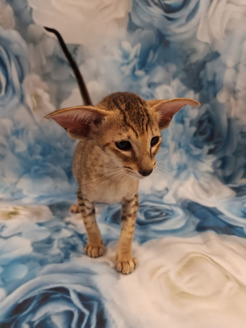 Pollyanna Oriental Shorthair female black tortie spotted tabby - live animals